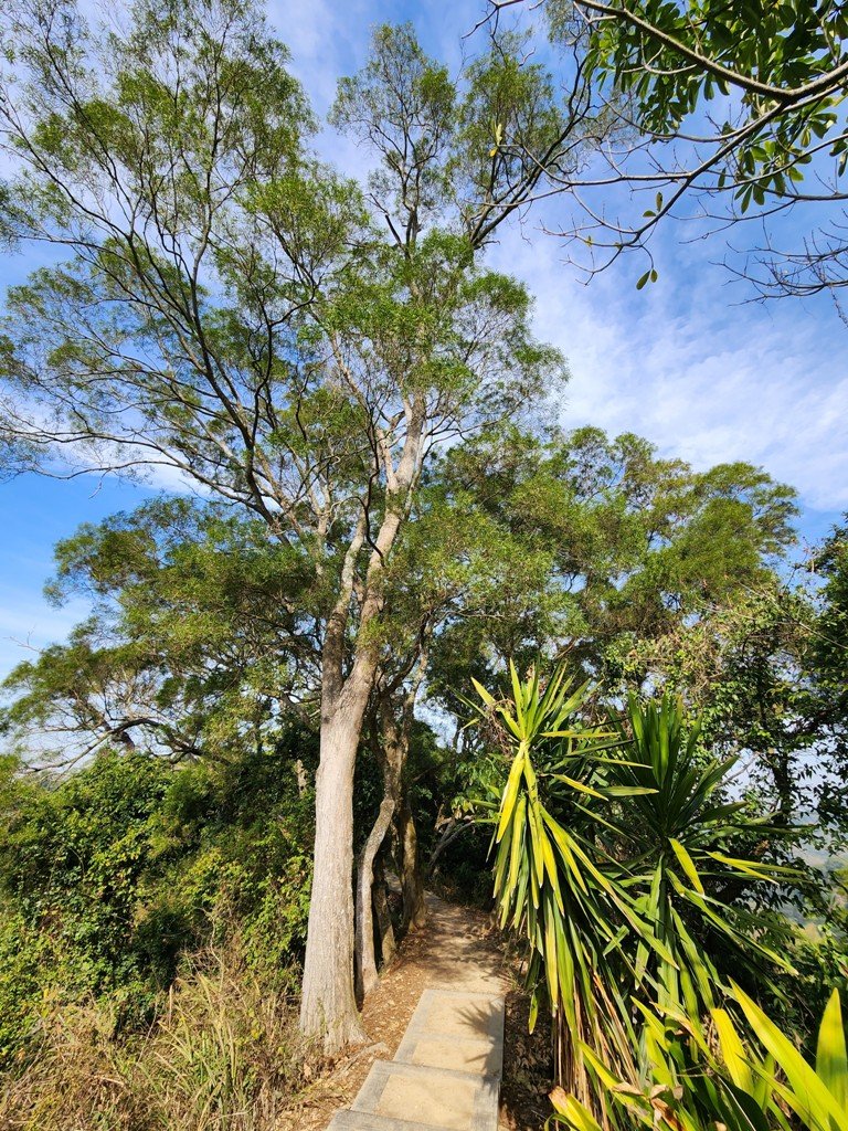 【彰化清水巖】十八彎古道連走擎天崗(中央嶺步道)_2038038