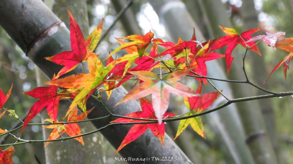 《苗栗》台鐵舊山線｜三義勝興鐵道覓境及挑柴古道O繞20250119_2693592