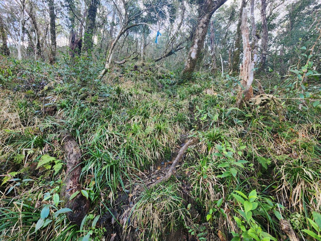 20250302樂佩山_2754735