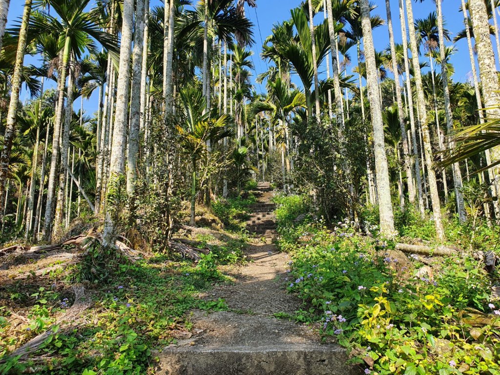 樟湖山6.8號步道_1233530