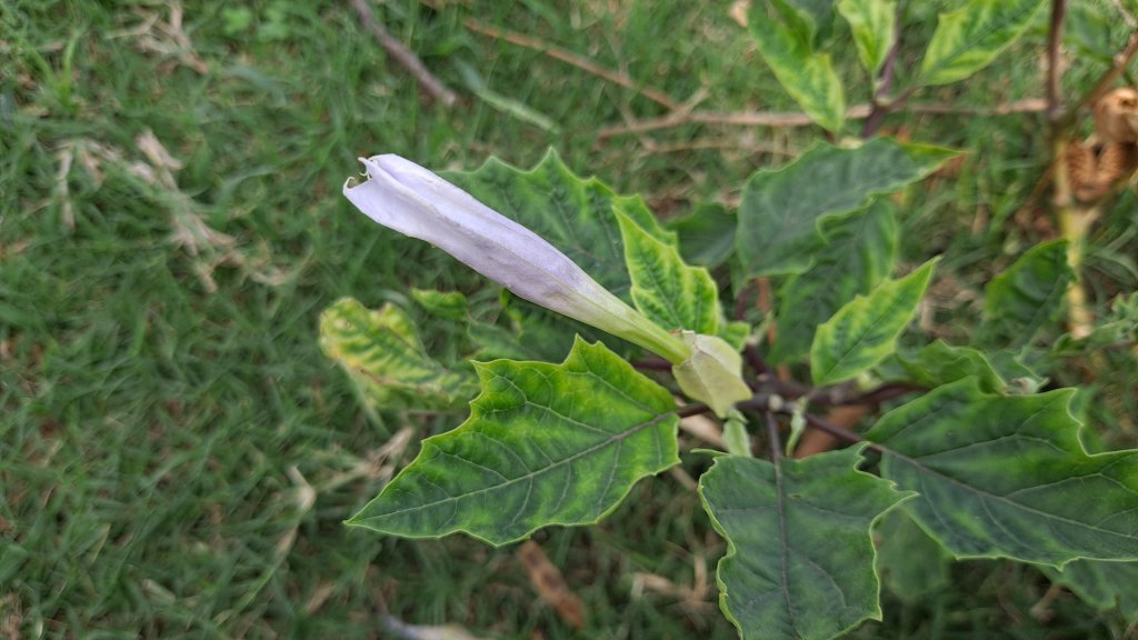 馬祖大坵梅花鹿島環島健走_1142269