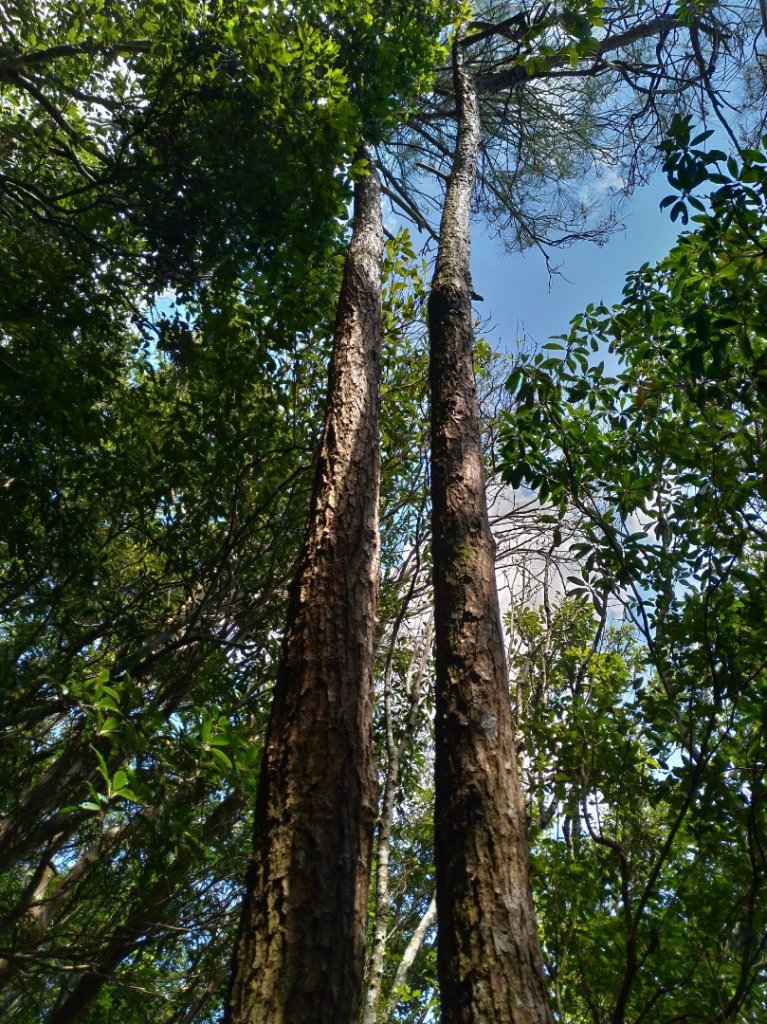  阿禮 井步山步道_552458