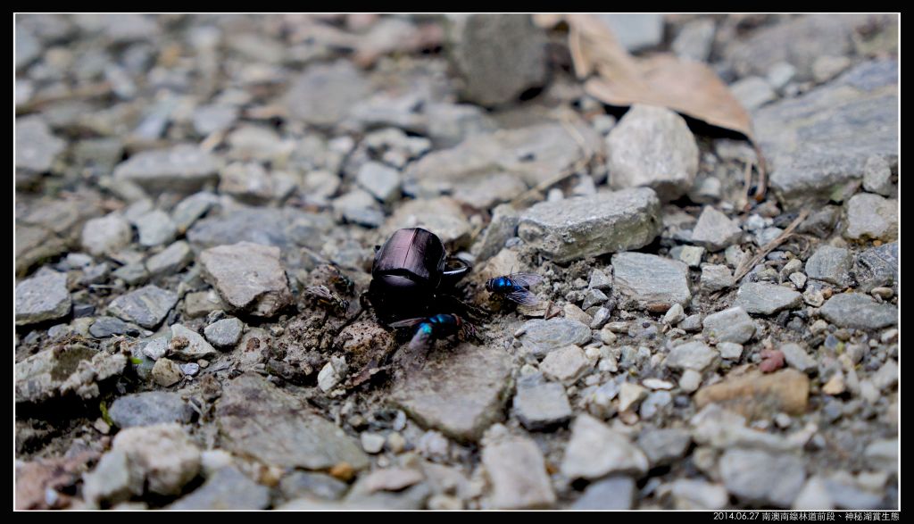 南澳 神秘湖（南澳南線林道）_351446