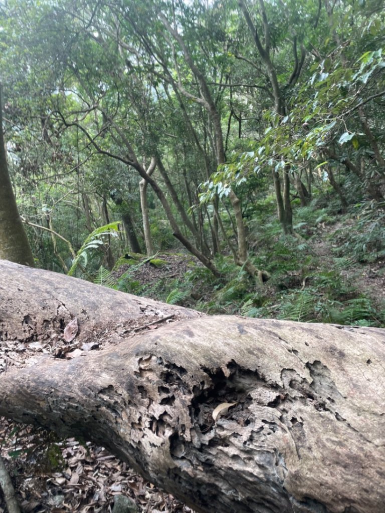 轆轆溫泉_2142610