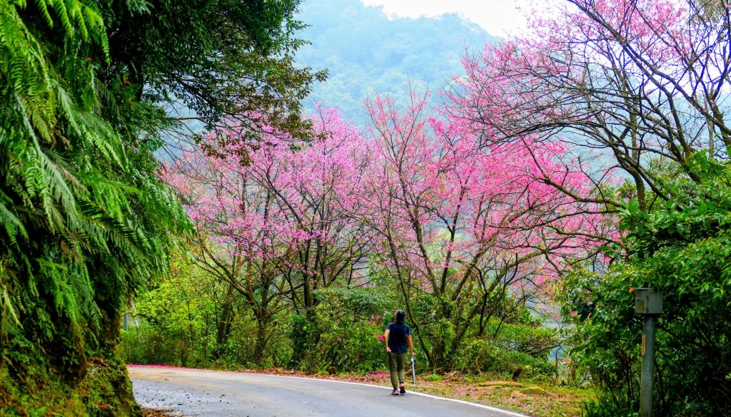 勤進路櫻花封面圖