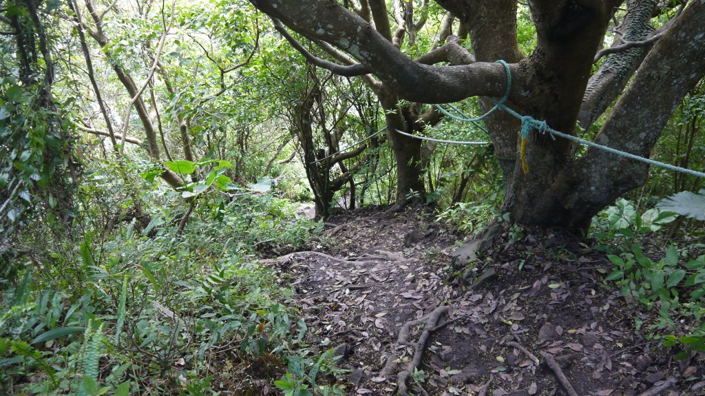 觀音山登山健行趣(小百岳05號)_1632391