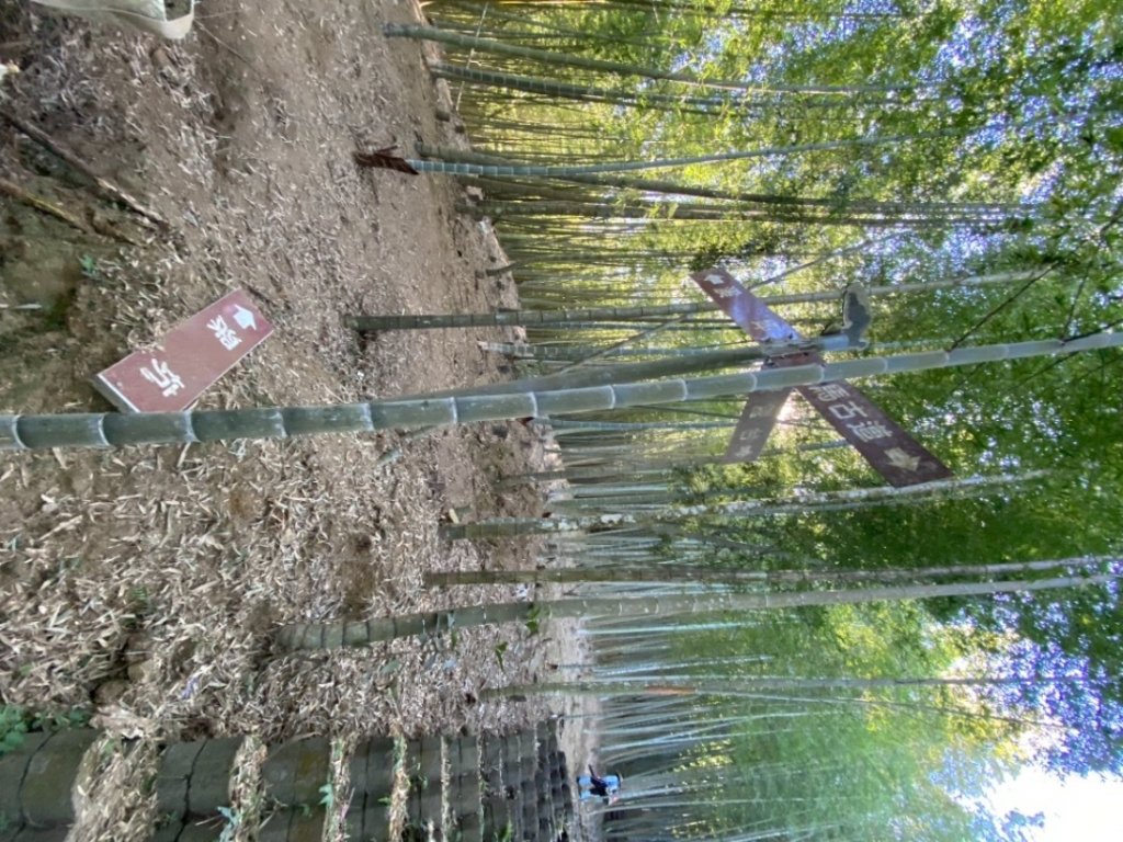 鹿谷小半天大崙尾山步道_1537499