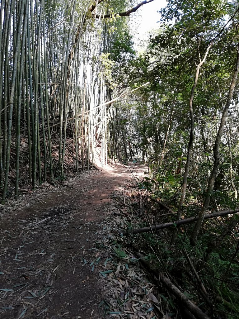 再戰霞喀羅國家步道，養老登山口↹白石吊橋_538000