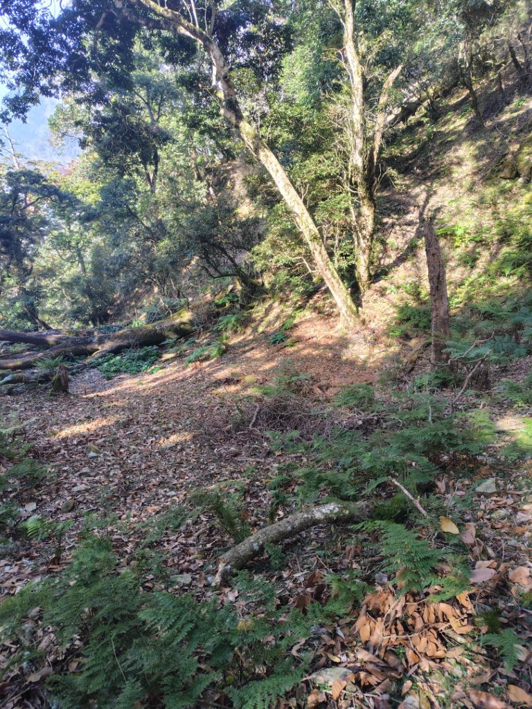 東埔走八通關古道訪龍貓公車繞對關山O型_2962936