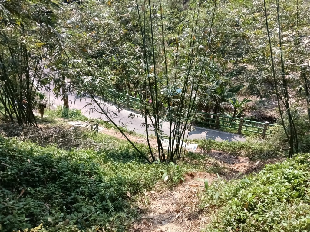 王公坑山血藤花_2746328