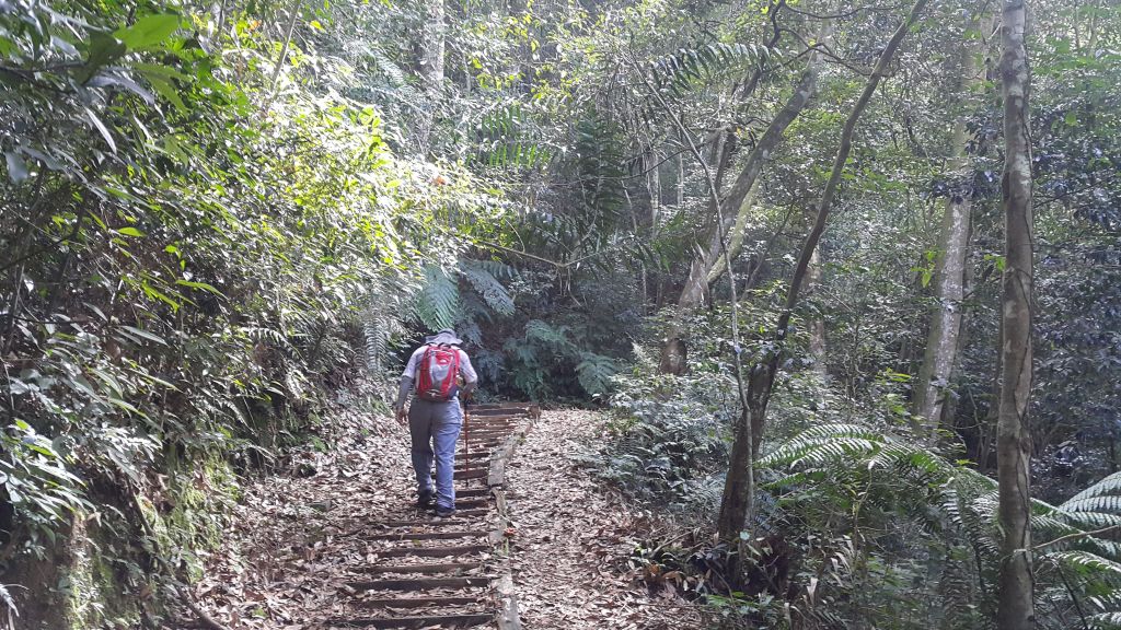 水社大山登山步道 2017 09 15_166470