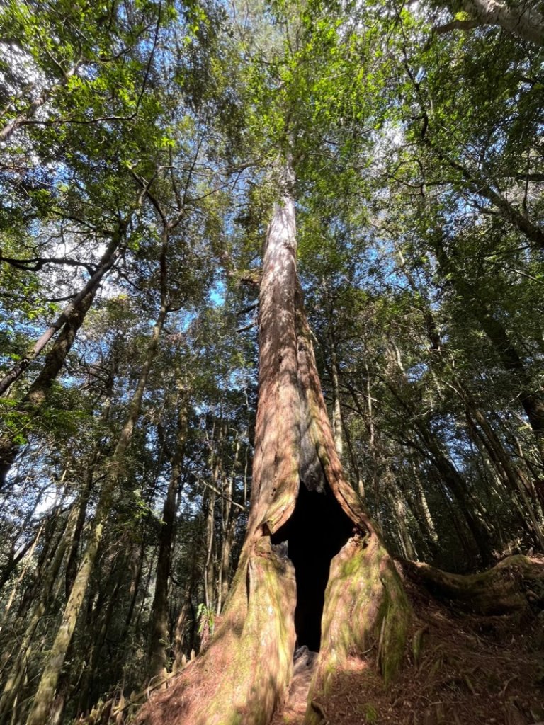 鎮西堡神木群⛰️亞當～夏娃～國王_1719245