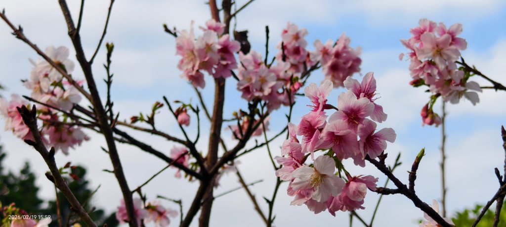#虎山  #101大樓  #國父紀念館 #河津櫻 #中正紀念堂 2/19_3002645