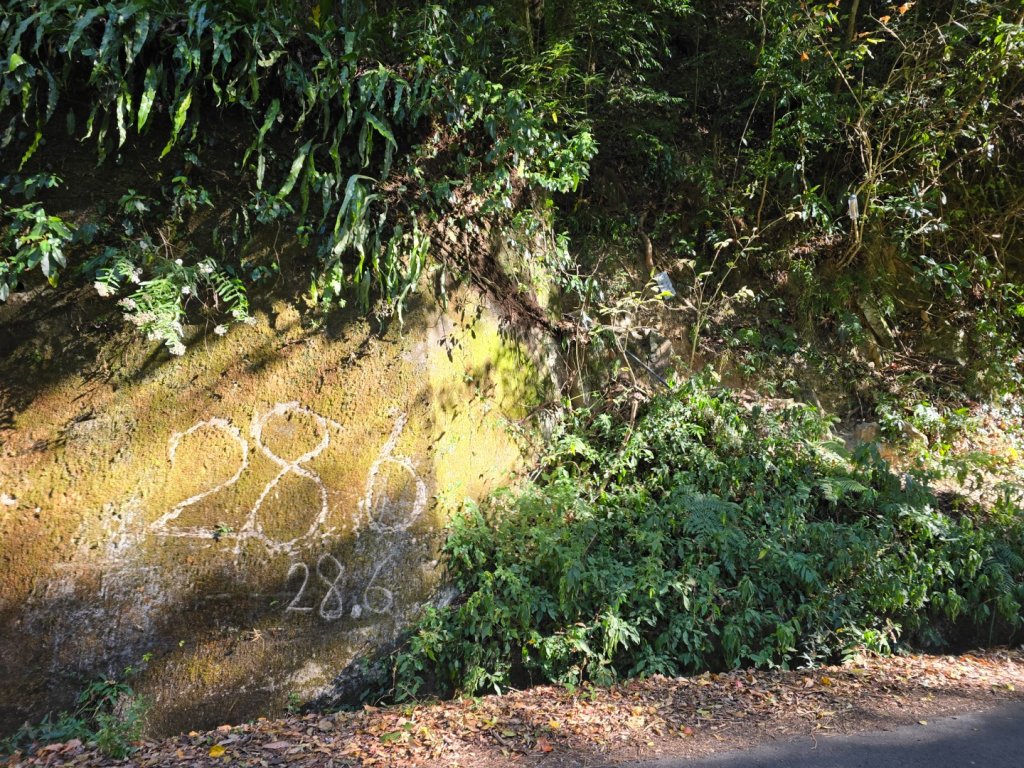 鳶嘴稍來山之楓紅／雲海_2974015