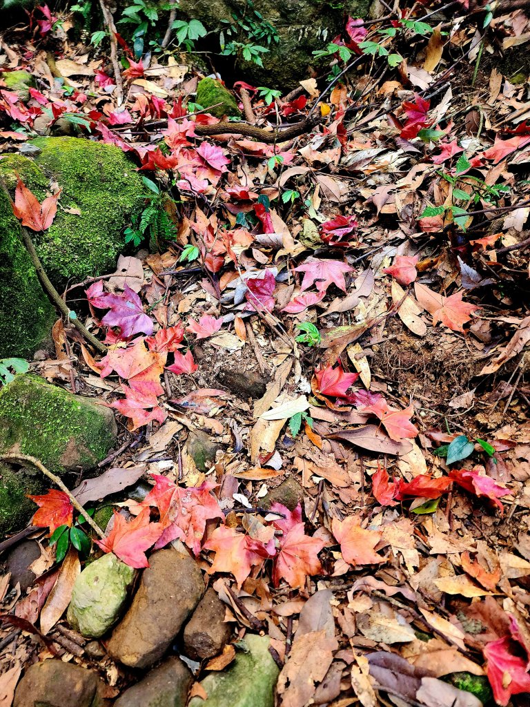 小百岳集起來-馬那邦山_2181246