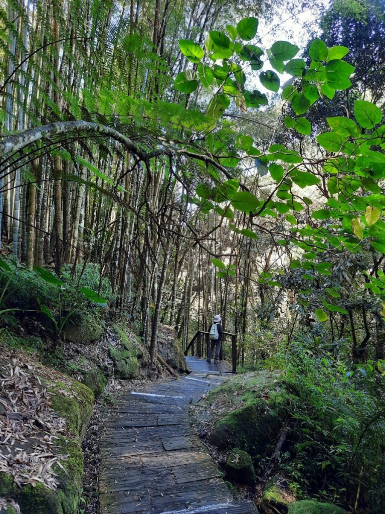 《嘉義》靜謐森林｜迷糊步道+福山古道20210123_1245308
