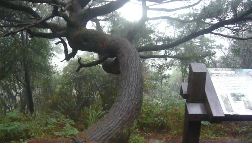 沿途群峰起伏、青青草原～風櫃嘴-冷水坑_1246055