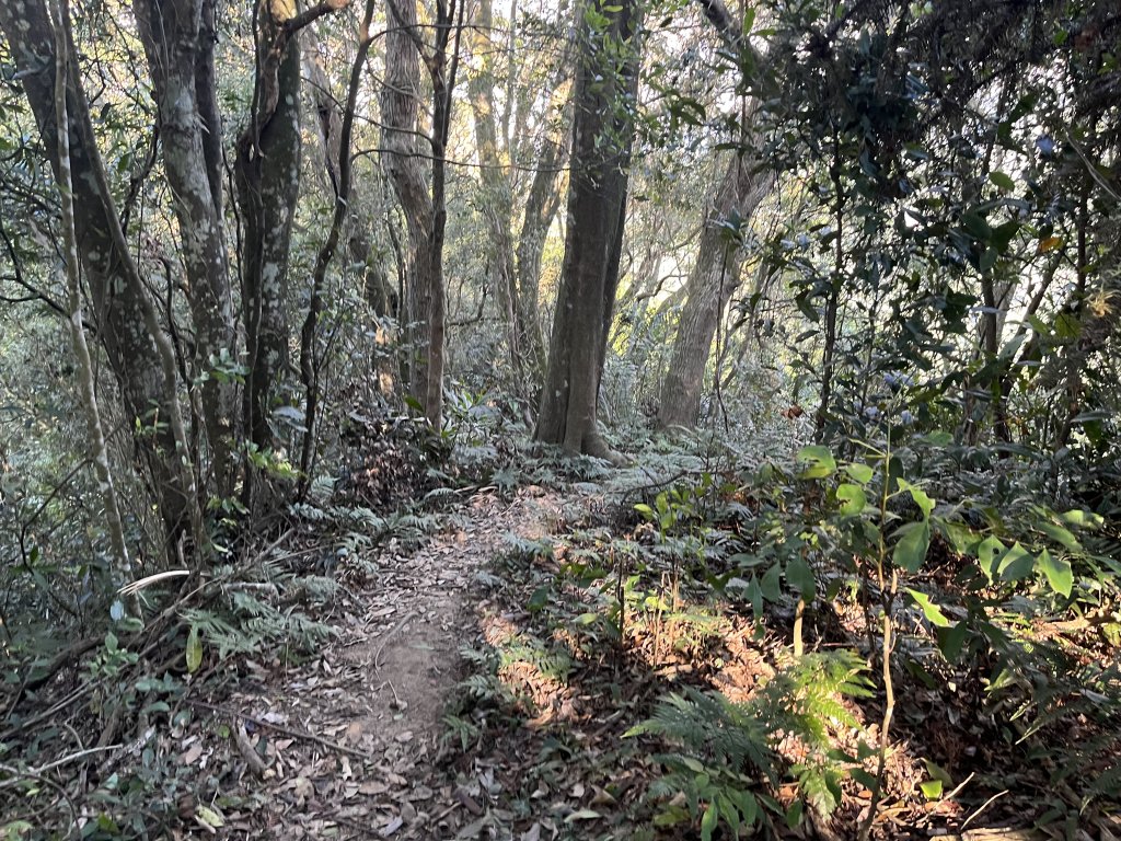 [森遊竹縣-10A/10] 2023_1112 東獅頭山_2347234