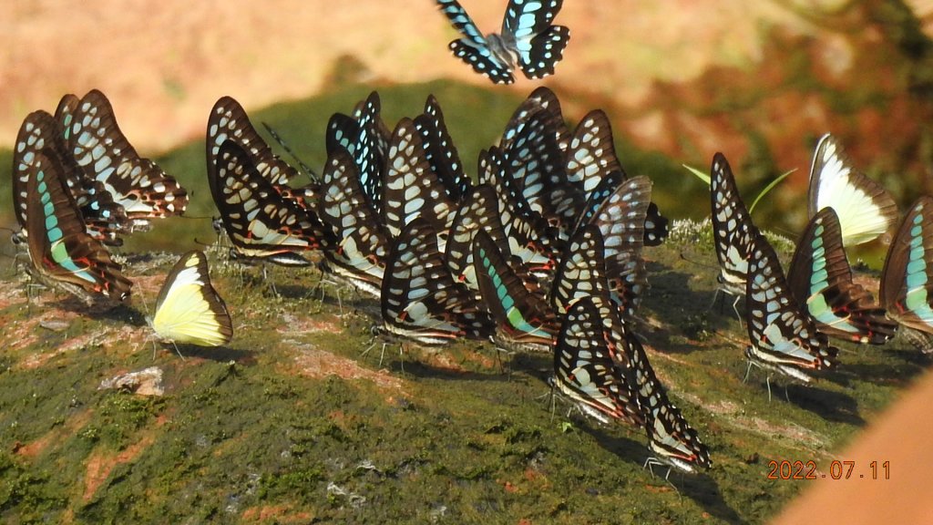 雲山水花鳥蝶 - 天龍國阿伯的日常 7/8&11_1760687