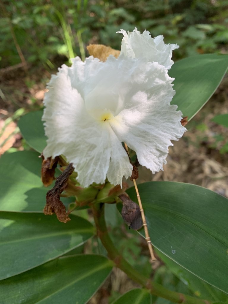 20250929台南草坪埔山-牛息山-竹腳湖山西北峰封面圖