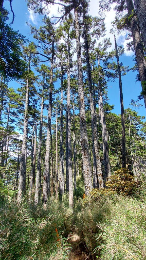 111/07/23畢羊縱走DAY 1(大禹嶺-820林道-畢祿山-鋸東山屋)_1777492