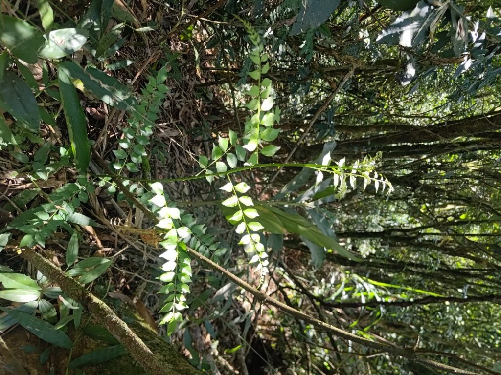 植物照片雞籠山九龍山大凍山_2395778