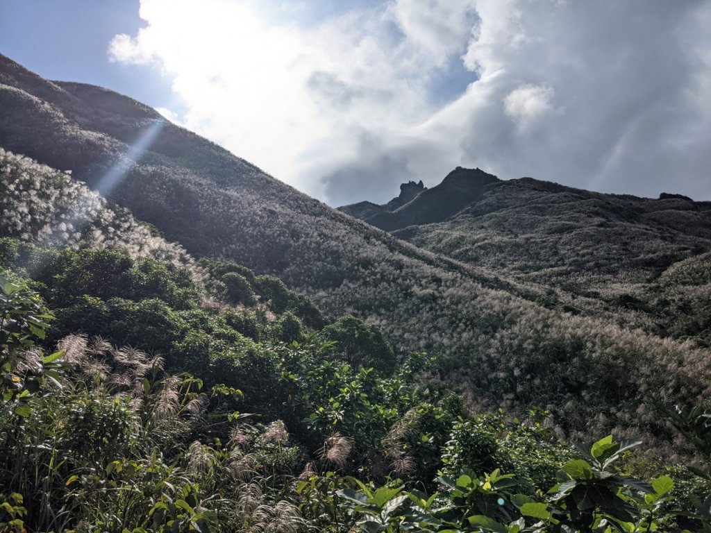 茶壺山賞芒_1729561