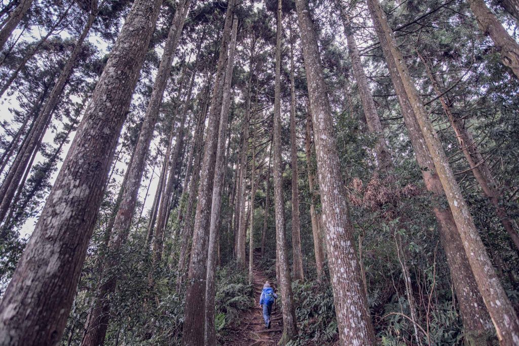 柳杉的國度-油羅山_1533366