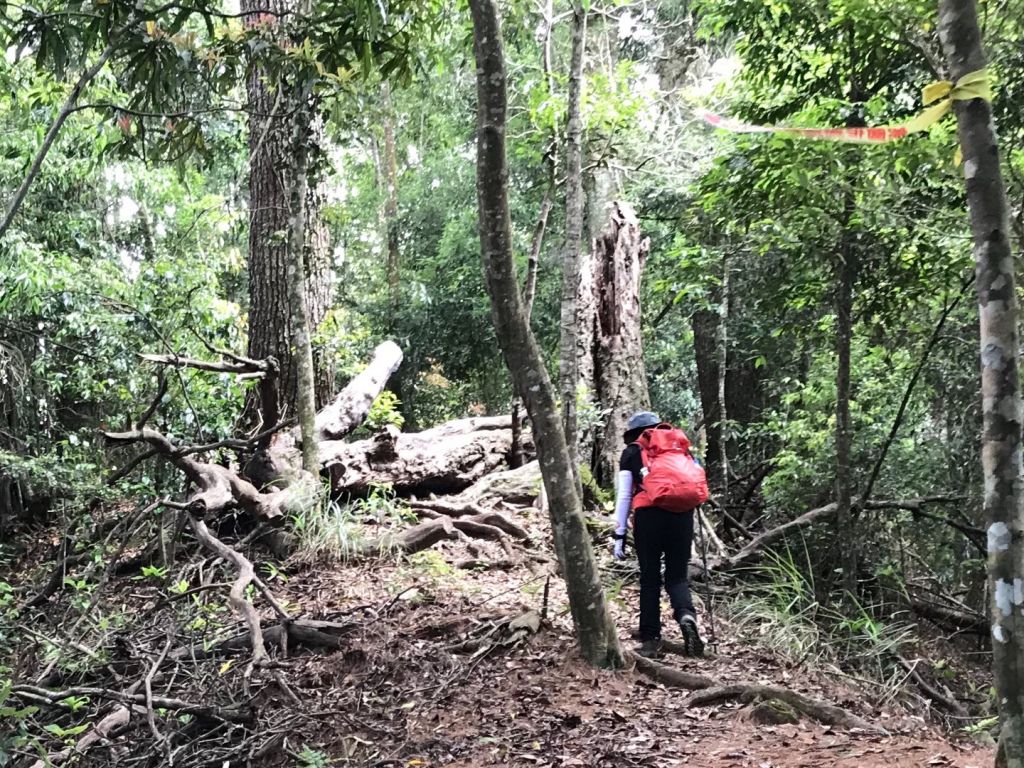 春陽灼灼上八仙_332735