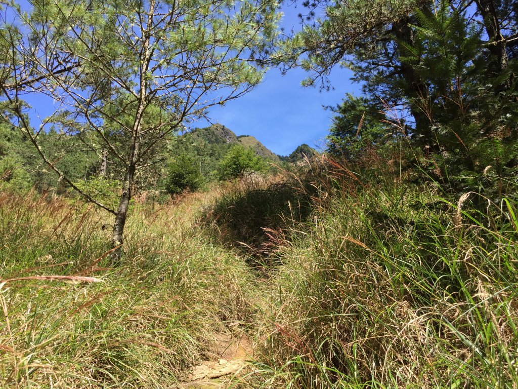 武陵四秀(2015四缺喀_2019喀桃)_689451