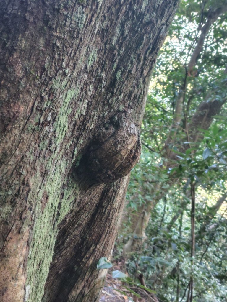 唐麻丹山 蝴蝶谷_2918993