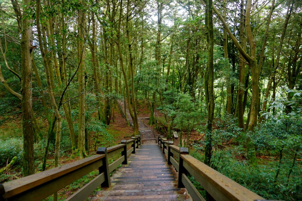 檜山巨木森林步道_481576
