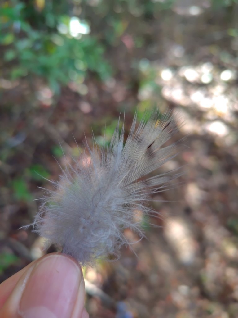 白藍狐貍出狐貍尾/狐貍縱走_2796260