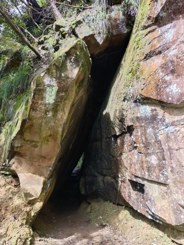 汐止區大尖山櫻花+秀峰瀑布O型_3009362