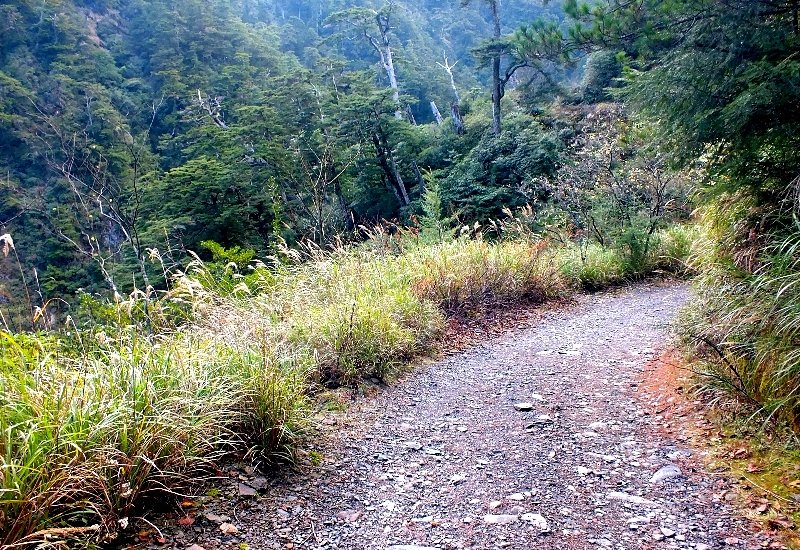山風15度C吹拂 ~ 合歡溪 步道_1551744
