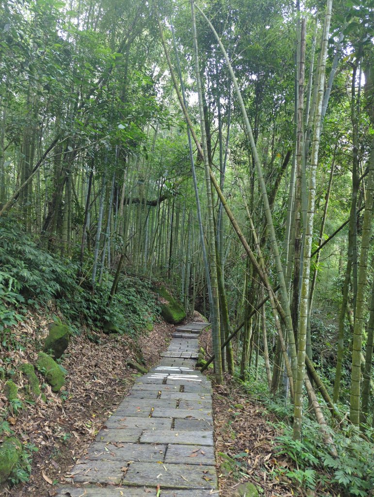 2024.10.12－會讓人迷糊的地方：迷糊步道_2627763