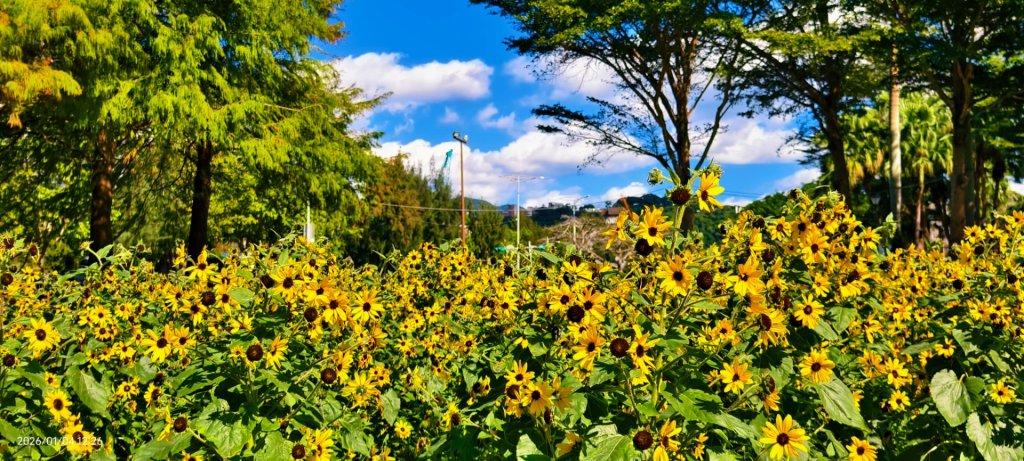 #花卉試驗中心 #永公路500巷 #平菁街42巷 #原住民公園 #士林官邸 1/4_2976516