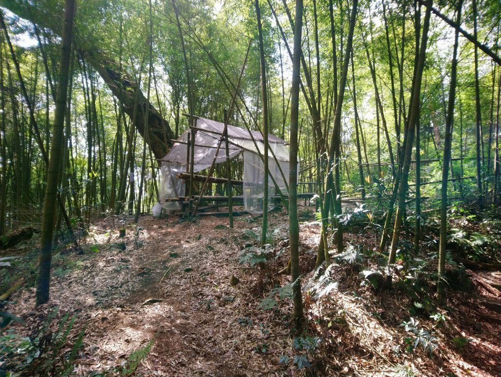 溪頭 南鳳凰山 天文台 神木O型 _869854