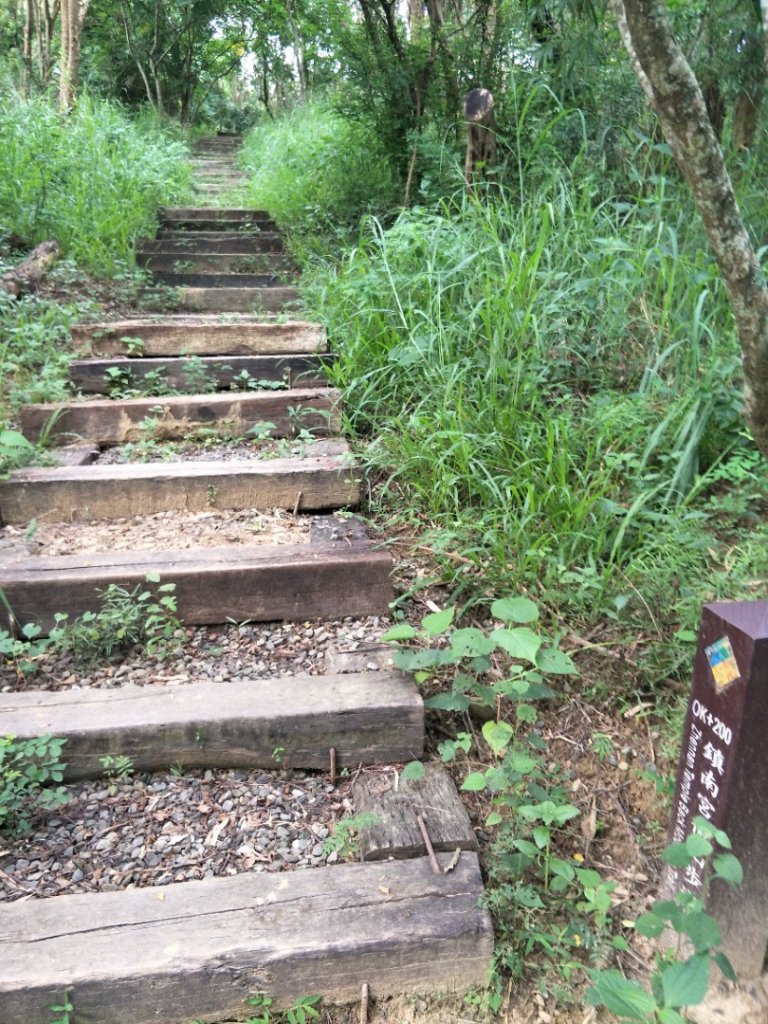 六甲赤山步道、鎮南宮後山步道_1464862