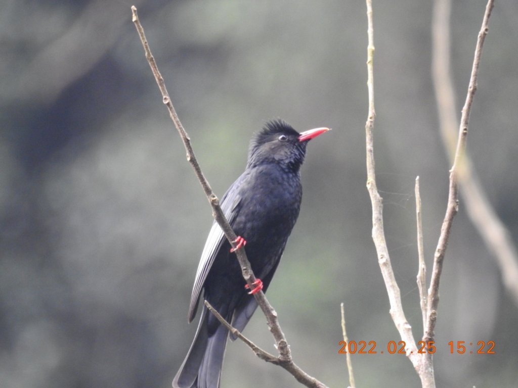 南坪古道，馬胎古道_1619864
