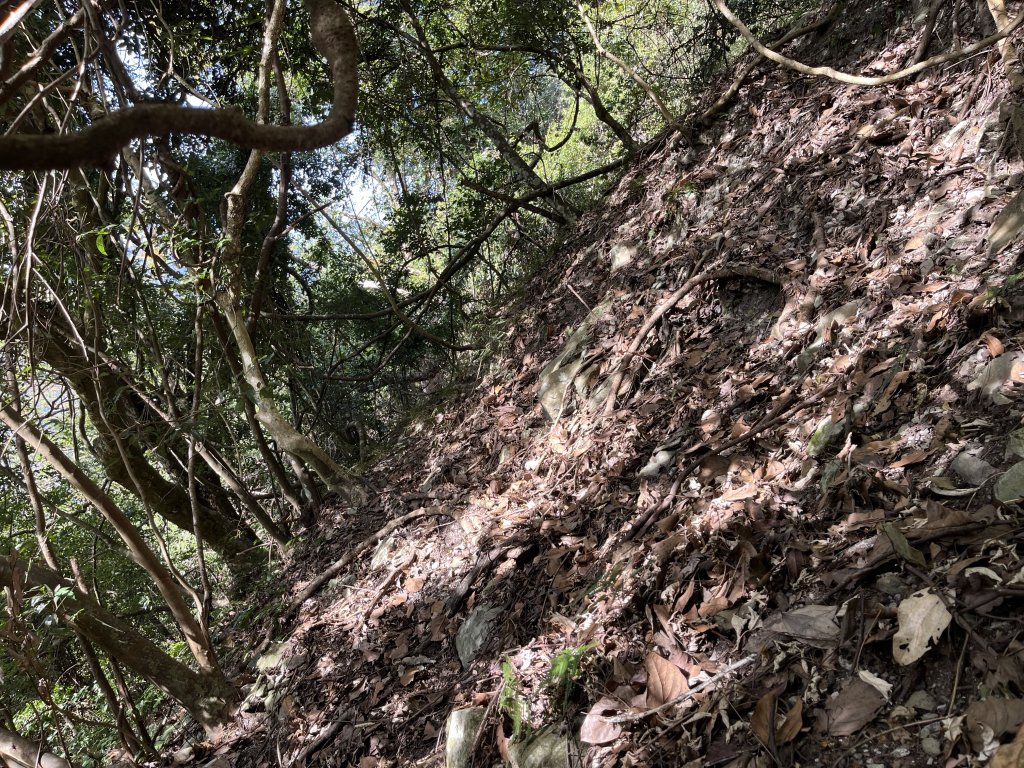 蝶夢八唐搜尋失蹤者 2025.11.25_2954295