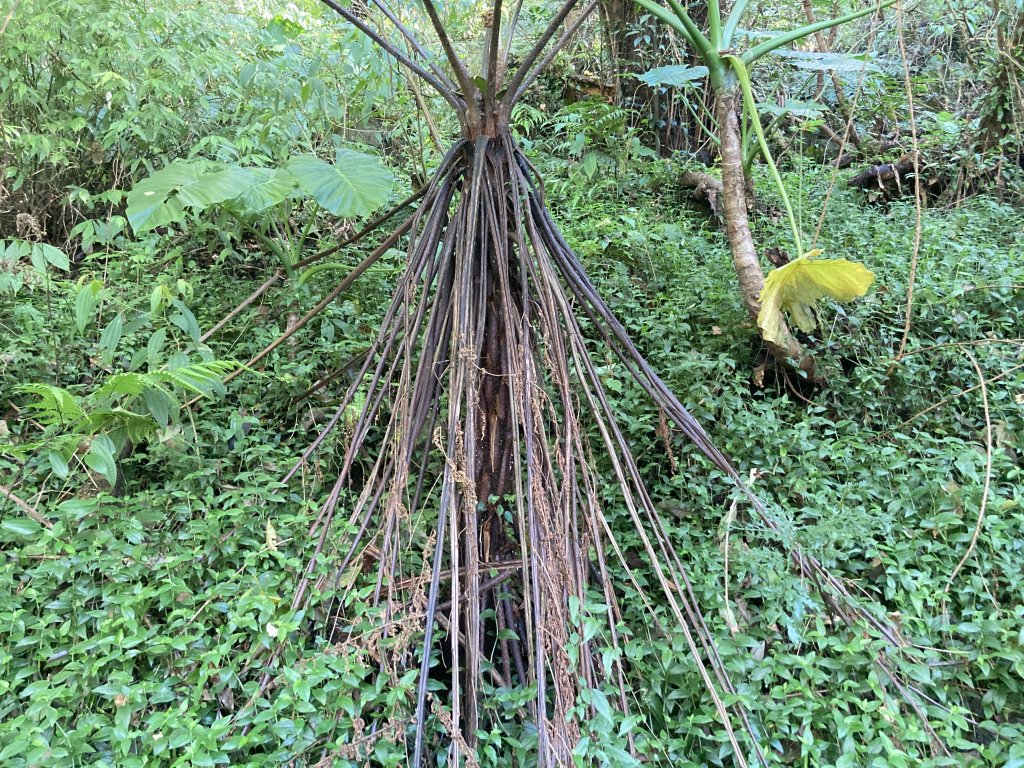 2022.11.13 小油坑山-大屯山三峰-面天坪-貴子坑（臺北大縱走第二段）_1920505