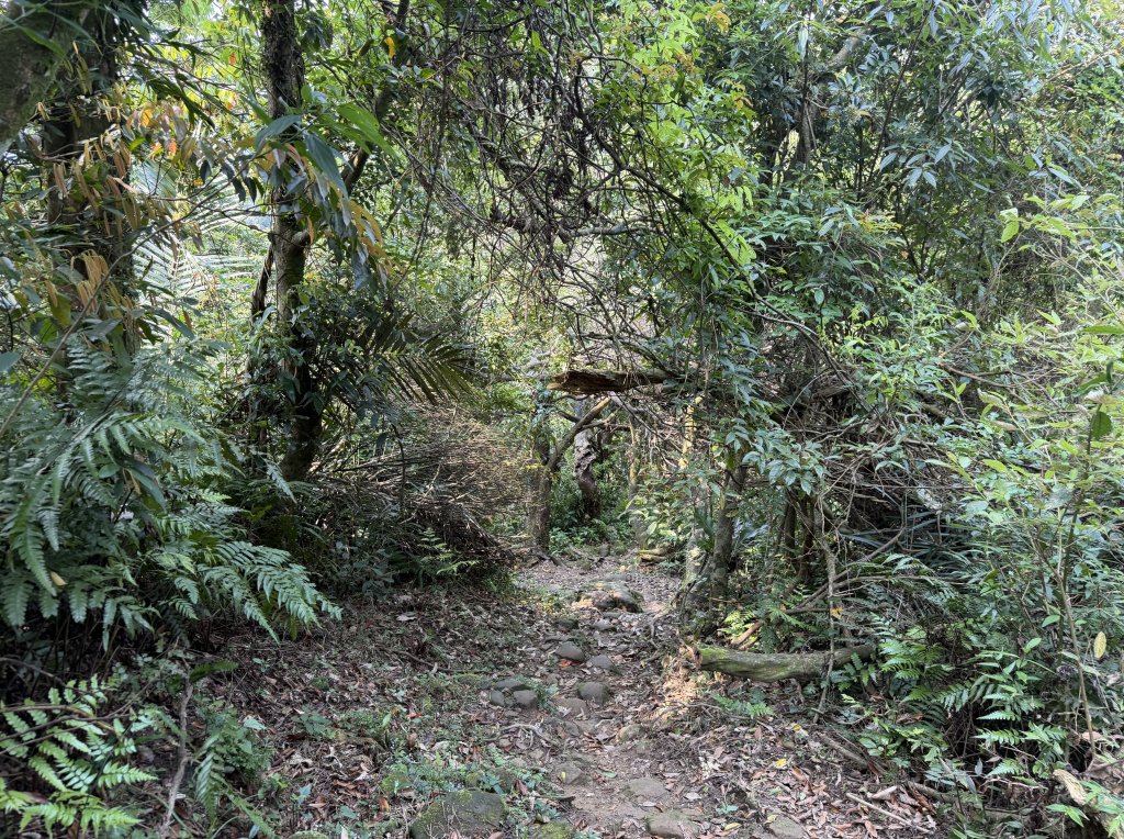 [微笑山線_第八段] 2026_0411 二格山系_筆架山北峰_3035113