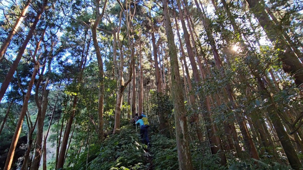 新竹尖石蓮包山+鴛鴦谷鰻潭瀑布O型走_2379171