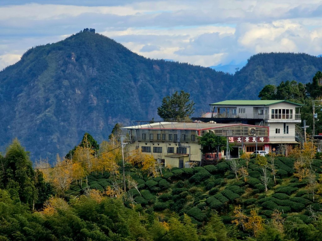 大崙山銀杏森林_2966090