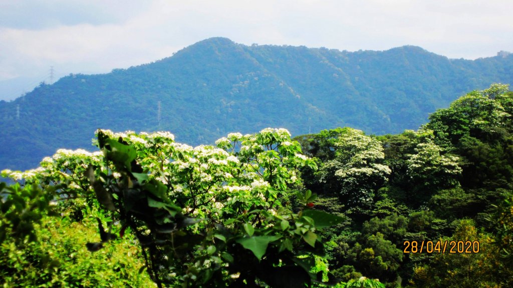 南勢角山-山訓飽覽桐花勝景_952285