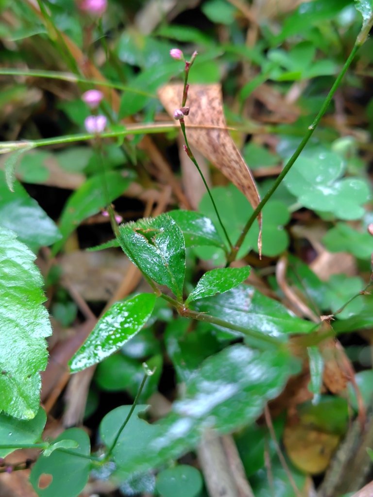 鳳鳴古道 鳳鳴山 南隘勇（南長城）古道 三湖山 八達嶺（龍骨）古道 綠色古道 延平古道_2975114