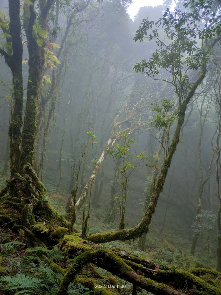 松鶴上八仙山_1923301