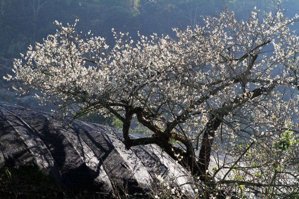 【南投~信義 】  烏松崙賞梅_1254426