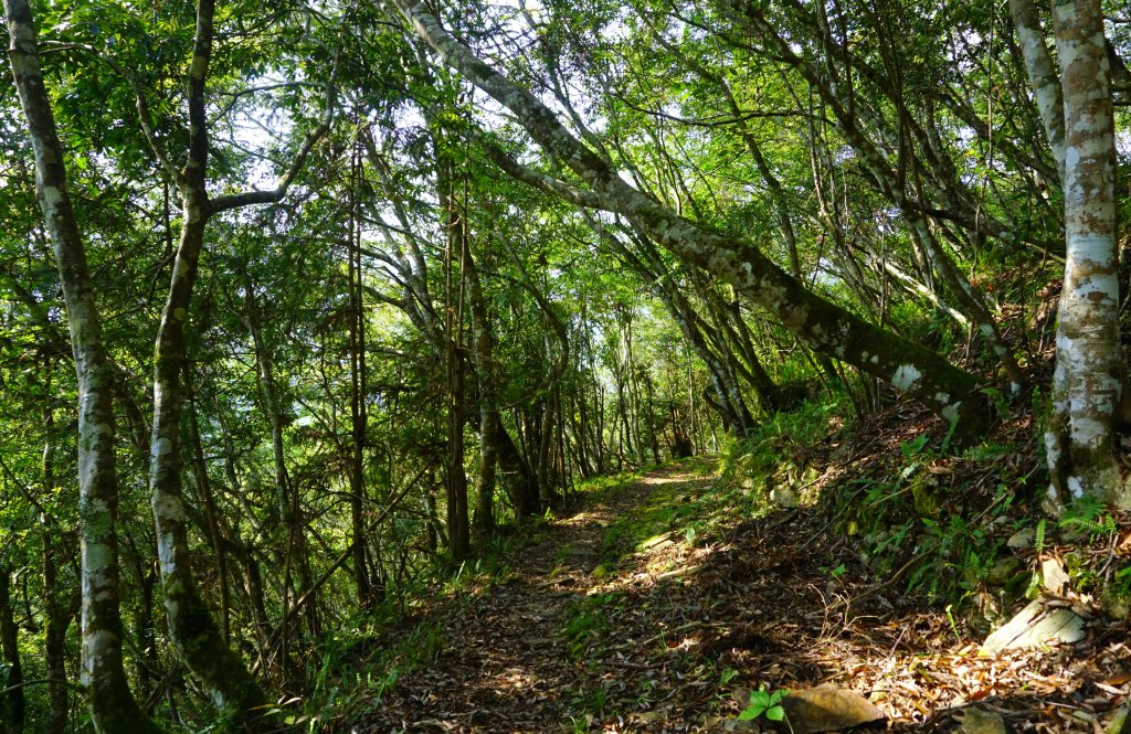 蕨之道~春遊瓦拉米_563051